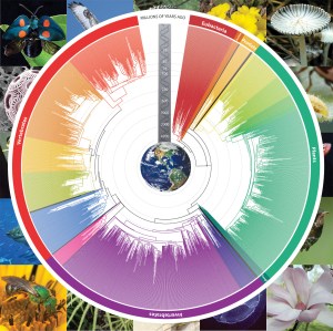 CircularTimetree-large