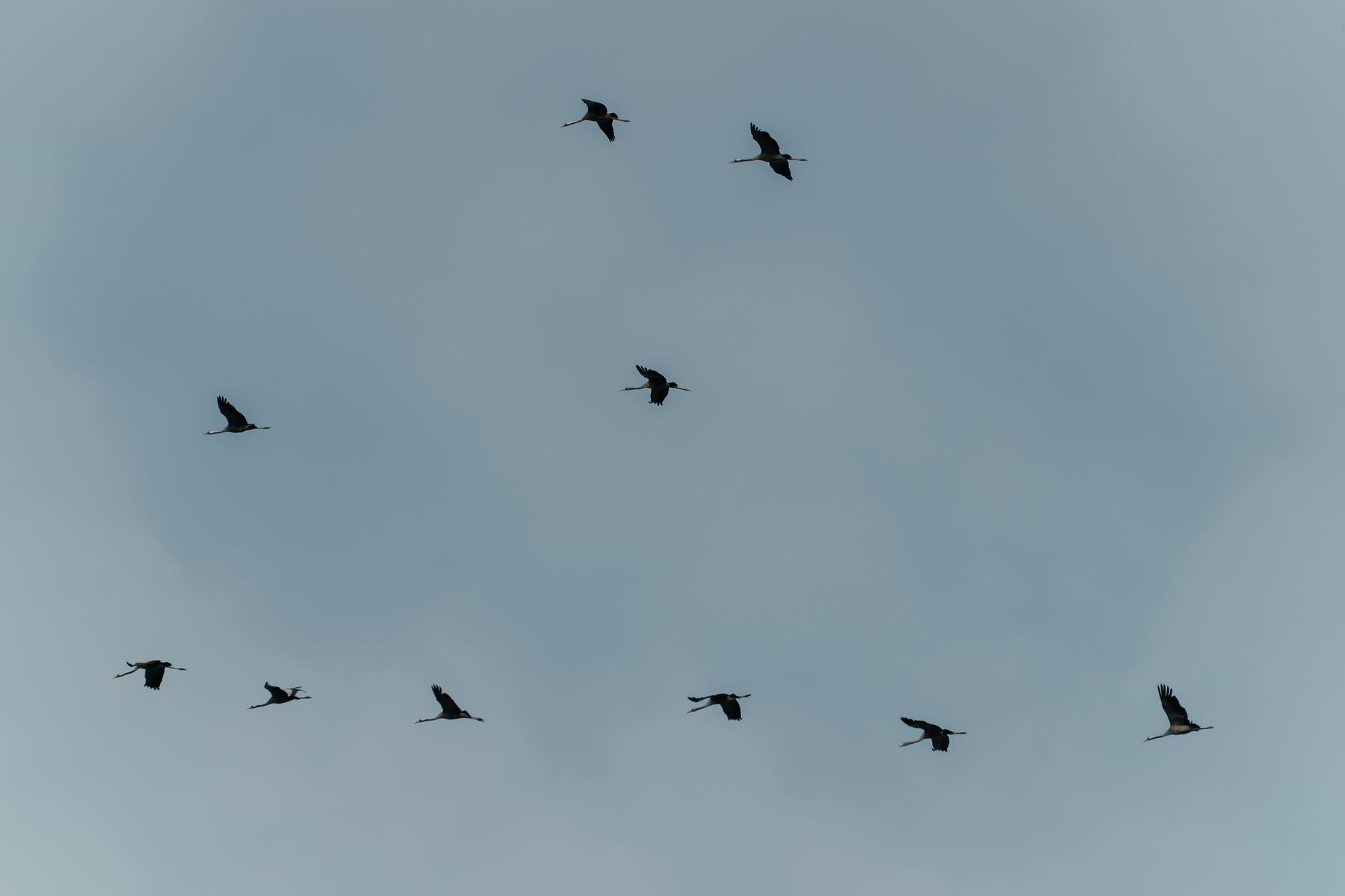 flock of birds in flight against a cloudy sky