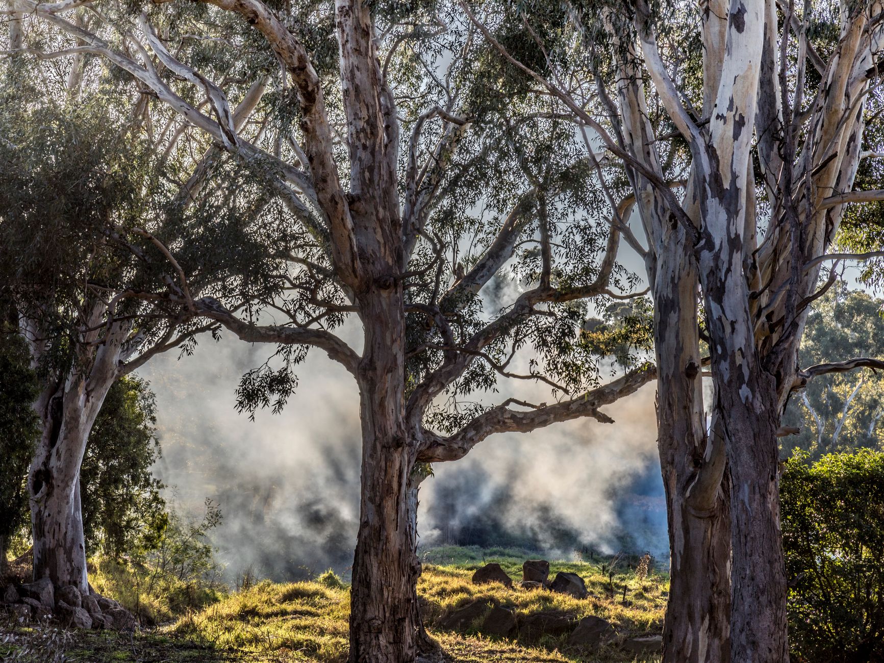 smoke rising in eucalyptus forest melbourne